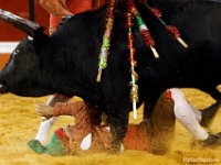 A forcado from the Forcados Amadores de Cascais, is run over by the charging bull after an uncessesful 'pega' (grab) at a bullfight in Figueira da Foz, Portugal.  The forcados are constituted of a group of 8 men with one leader.  The leader will stand in the middle of the arena and call the bull in the hope that the animal will charge him.  Once the bull charges, the lead forcado will attempt to grab the animal by the horns and not fall off until the rest of his team control the animal.  If he is unsuccessful, he will get up and try again, as many times as needed, or until he can no longer do it.  Unlike in Spain where the bull is killed in the arena, the Portuguese bullfight revolves around two acts.  The first being control of the bull by a rider on a horse, and the second the Forcados take over.
